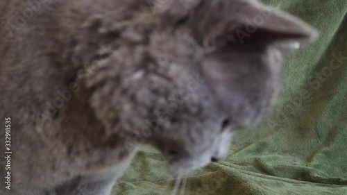Full body shot of Beautiful male 9 months blue gray British shorthair cat with yellow green eyes sitting on floor paying with warm lights looking straight ahead to camera