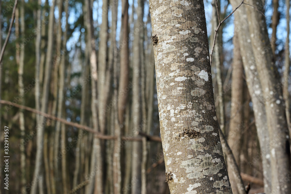 The trunk tree covered with lichen.