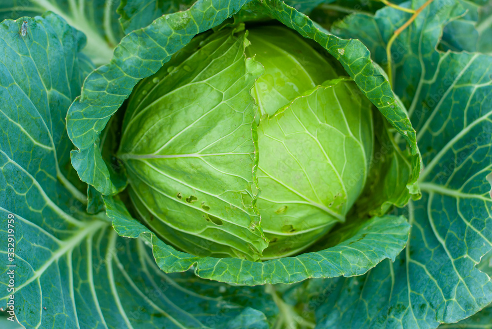 Fototapeta premium Green cabbage that is gnawed on an outdoor plot