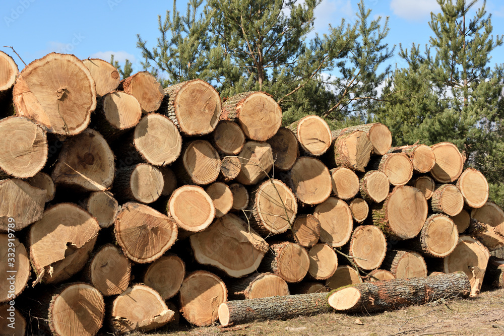 Timber logging in forest. Freshly cut pine tree logs Timber logging in forest. Freshly cut pine tree logs