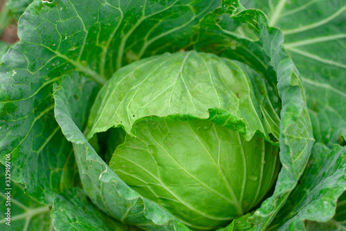Green cabbage that is gnawed on an outdoor plot