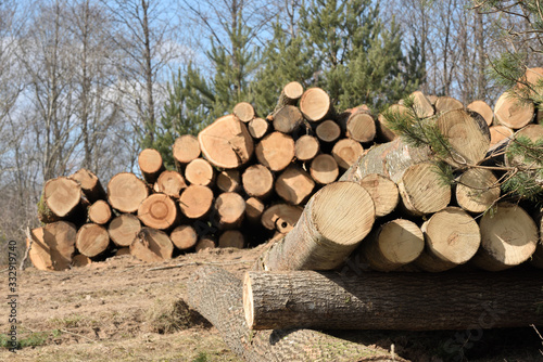 Wooden logs. Timber logging in forest.