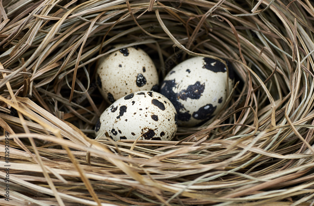 Quali or wild bird eggs in the nest made of dry grass and straw, macro, closeup, copy space, easter and spring holiday concept Quali or wild bird eggs in the nest made of dry grass and straw, macro, closeup, copy space, easter and spring holiday concept
