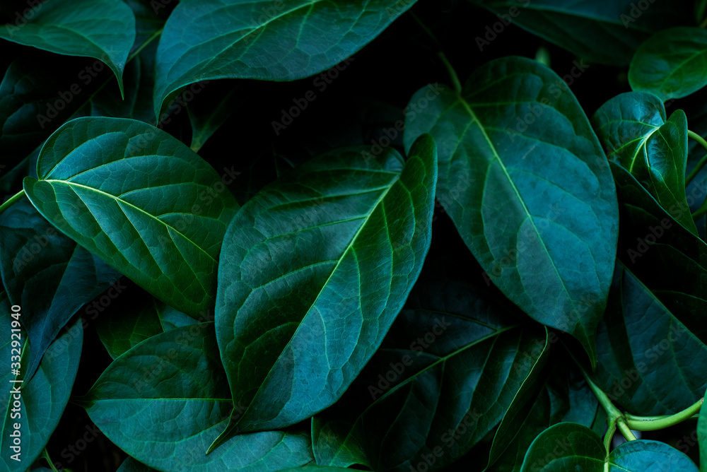 Fototapeta closeup nature view of green leaf in garden, dark wallpaper concept, nature background, tropical leaf