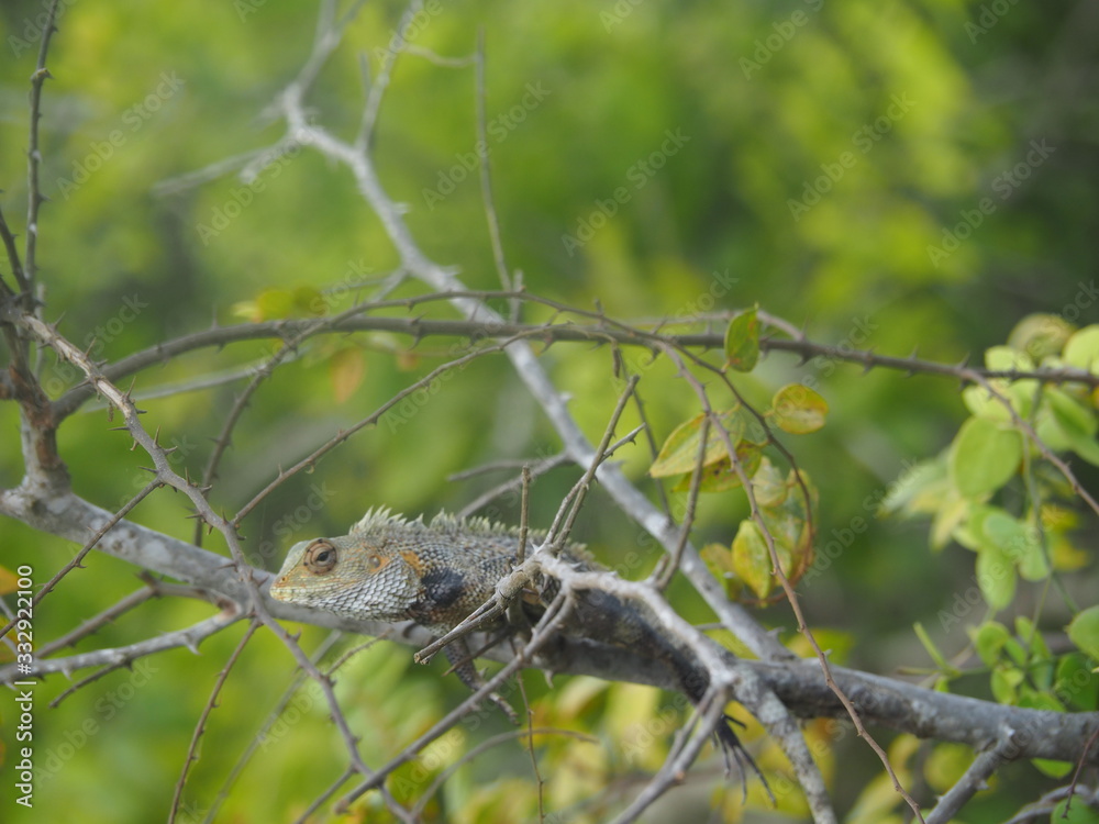 Fototapeta premium OLYMPUS DIGITAL CAMERA