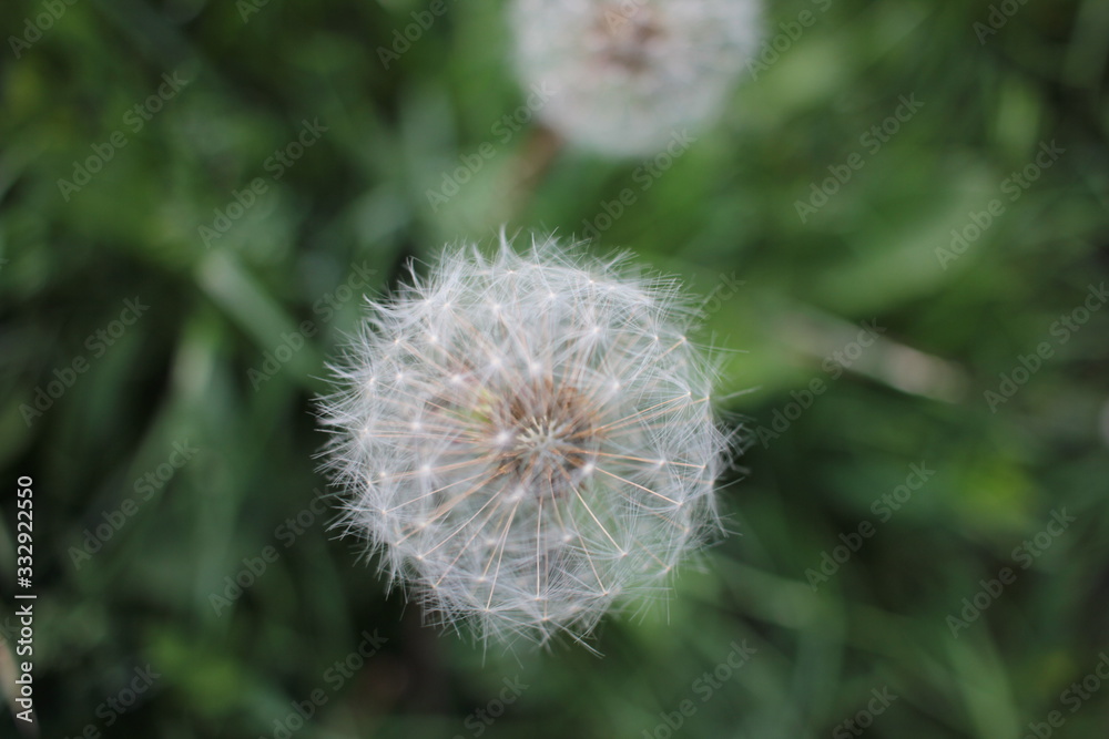 White blowball (dandelion) on the meadow. Closeup view of a blowball on the natural summer green grass background. White blowball (dandelion) on the meadow. Closeup view of a blowball on the natural summer green grass background.