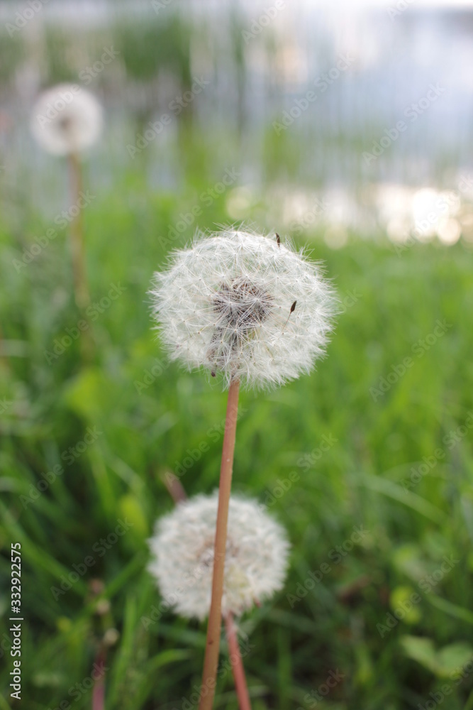 Dandelion blowball (Taraxacum officinale) in the control sunlight against the background of the river and evening sky. Closeup view of a blowball against the sunset.