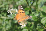 Thistle butterfly (Vanessa cardui) sitting on a white blooming bush. Painted lady butterfly getting nectar 