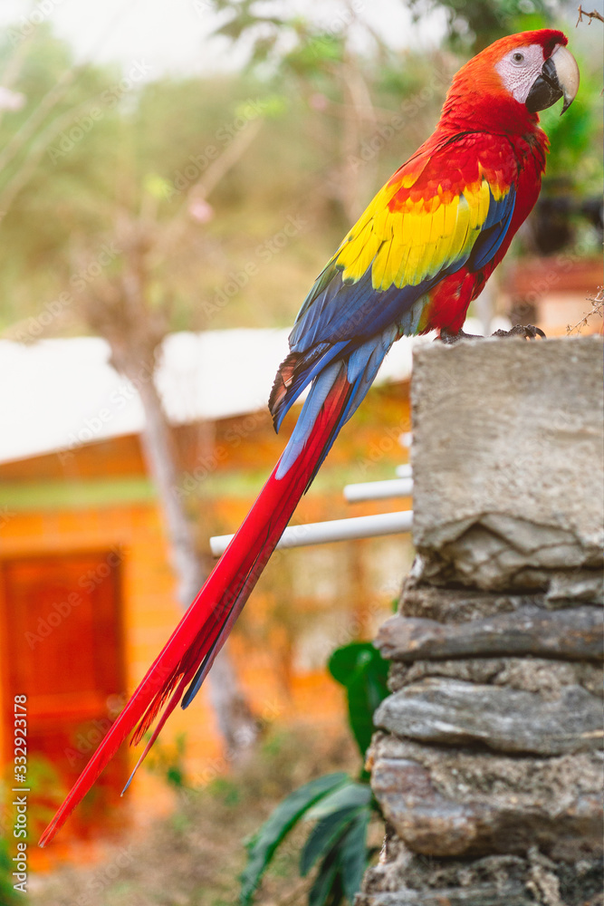 bunter Papagei im Dschungel grüne Vegetation Tropenwald seltene Art Parrot  scarlet macaw (ara macao) Ara Aras Papagei Kolumbien bunt close-up  gefährdet exotisch federn rot Stock Photo | Adobe Stock