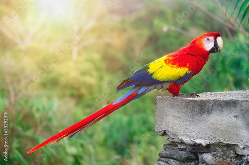 bunter Papagei im Dschungel grüne Vegetation Tropenwald seltene Art Parrot scarlet macaw (ara macao) Ara Aras Papagei Kolumbien bunt close-up gefährdet exotisch federn rot photo