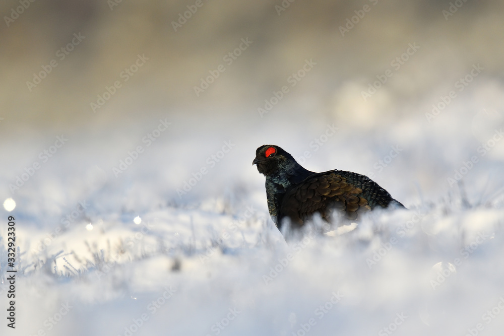 Black grouse on a snowy bog landscape at sunrise Black grouse on a snowy bog landscape at sunrise