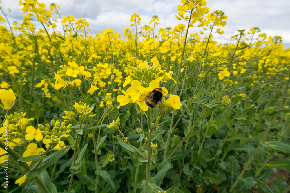 Obraz premium Rapspflanze