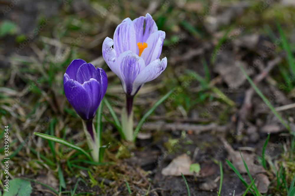 Blue spring flower blooming Closeup Blue spring flower blooming Closeup