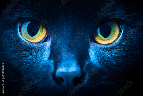 Fototapeta Naklejka Na Ścianę i Meble -  Close-up of black cat looking at the camera, yellow eyes. Selective focus