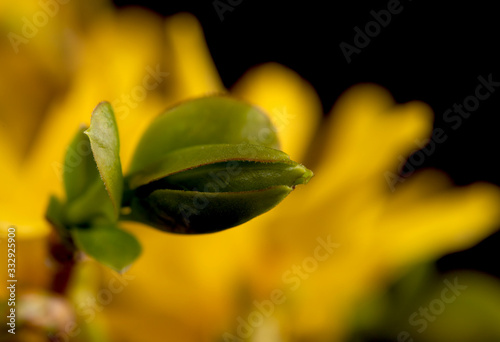 Obraz na płótnie Yellow tree flowers closeup view on black background w salonie