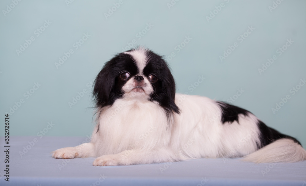 Dog breed Japanese chin is a beautiful portrait on a blue background isolate. The concept of veterinary medicine, the health of the dog. Copy space