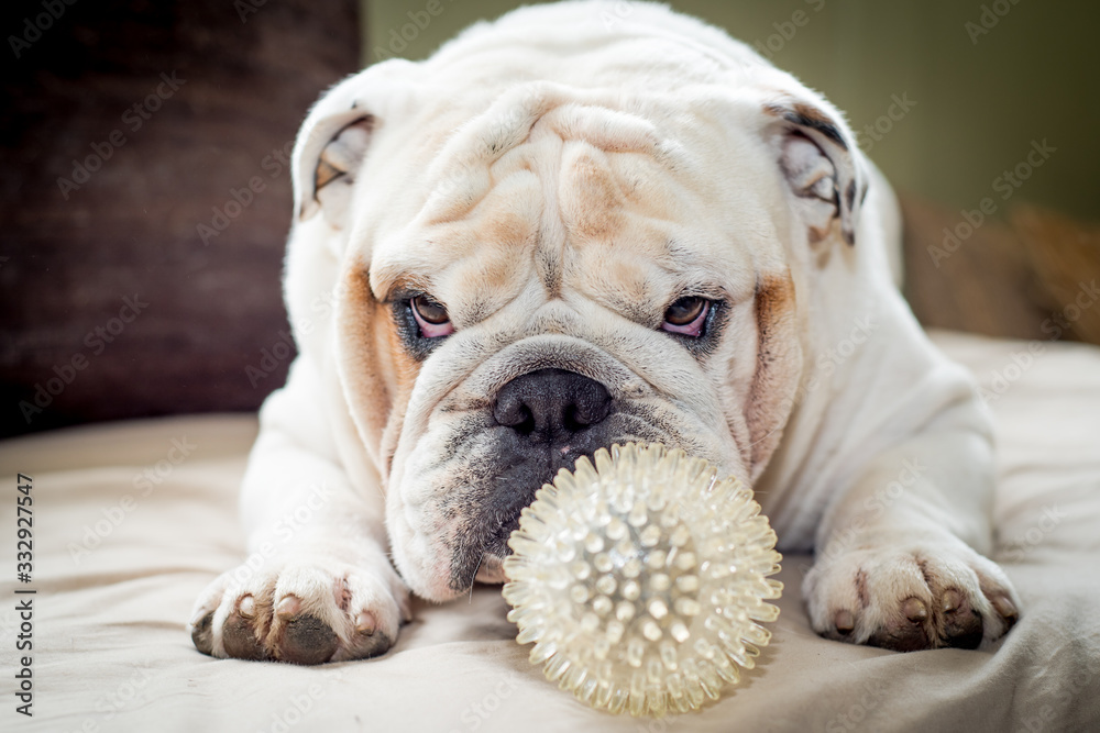 Isolated English bulldog with his favorite toy