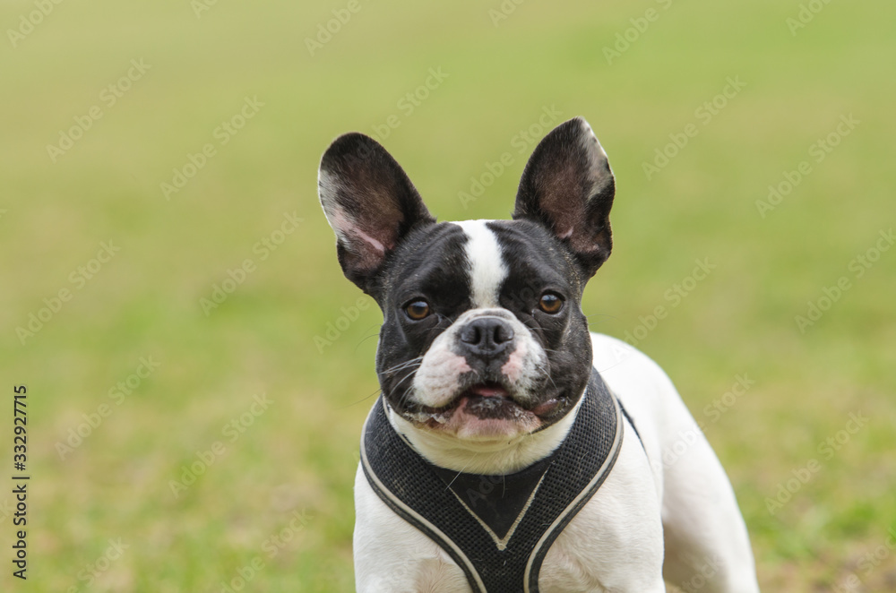 French bulldog posing for the camera