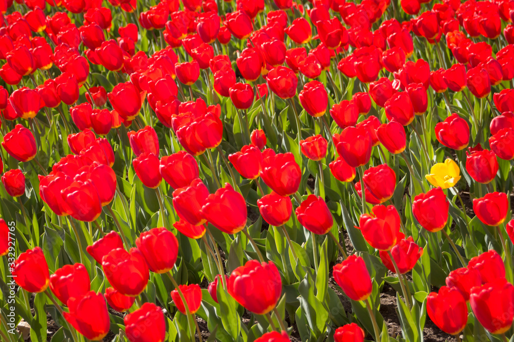 Lone Yellow Tulip in Field of Red Tulips. Concept of Sticking Out. Copy Space for Individuality. Stand Out in the Crowd. Lone Yellow Tulip in Field of Red Tulips. Concept of Sticking Out. Copy Space for Individuality. Stand Out in the Crowd.