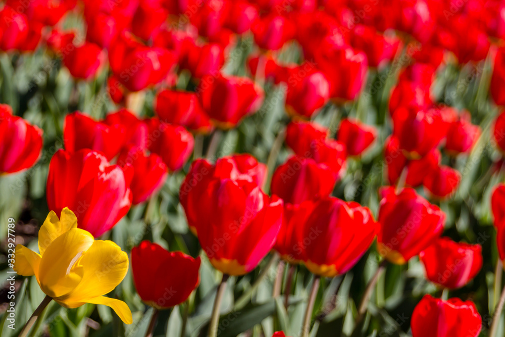 Lone Yellow Tulip in Field of Red Tulips. Concept of Sticking Out. Copy Space for Individuality. Stand Out in the Crowd.