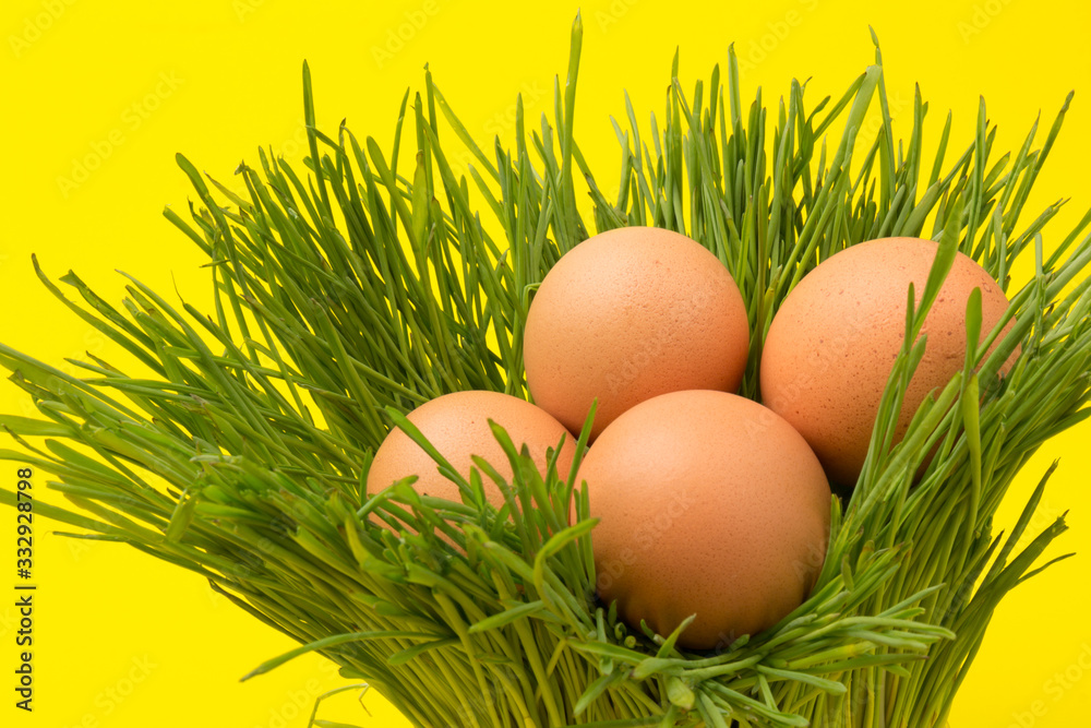 Brown eggs on green grass, isolated on yellow background Brown eggs on green grass, isolated on yellow background