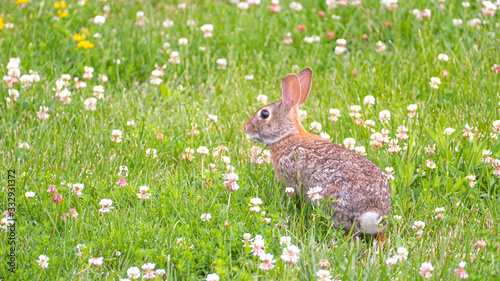 Cute easter rabbit is sitting on a grren meadow