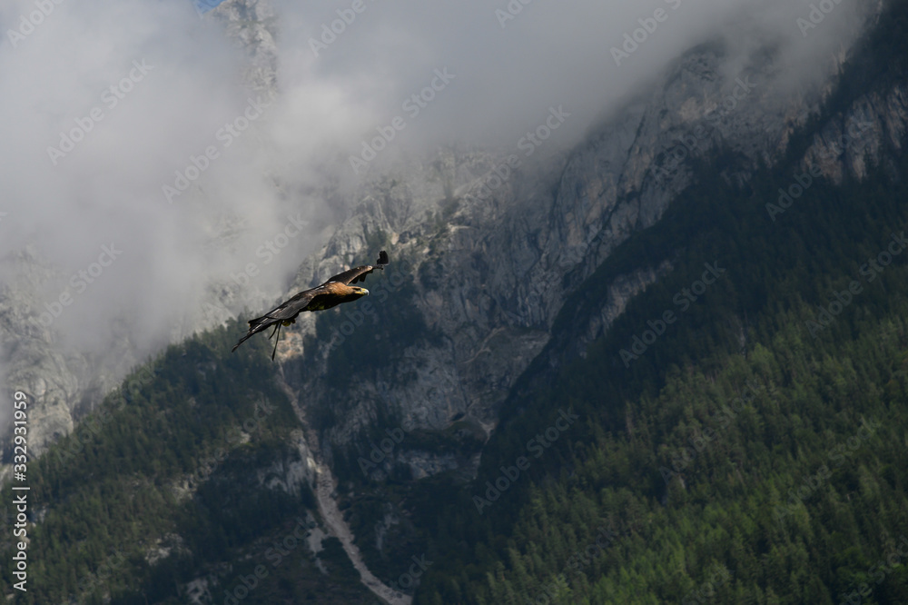Obraz premium Adler im Flug