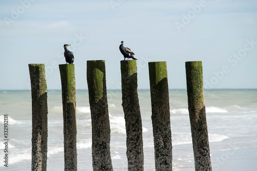 cormorants posed on a stake along the beach © Image'in