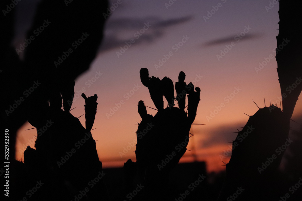 cactus hand sunset cactus hand sunset