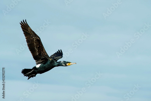 beautiful cormorant flying in a cloudy sky close up