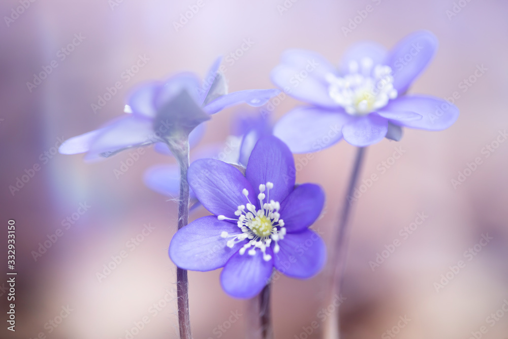 Fototapeta premium Blue spring flowers in the woods.