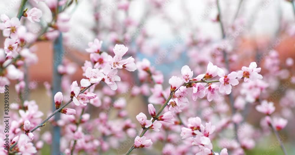 Blossoming peach tree branches. Spring peach garden. 4k. Blossoming peach tree branches. Spring peach garden. 4k.