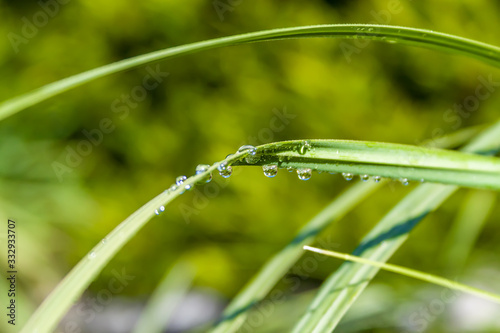 Vibrant Green Grass with Rain Droplet in Garden on Summer's Day 03