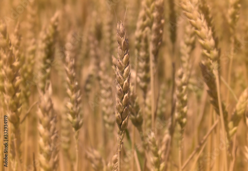 ear of wheat close-up on a light background