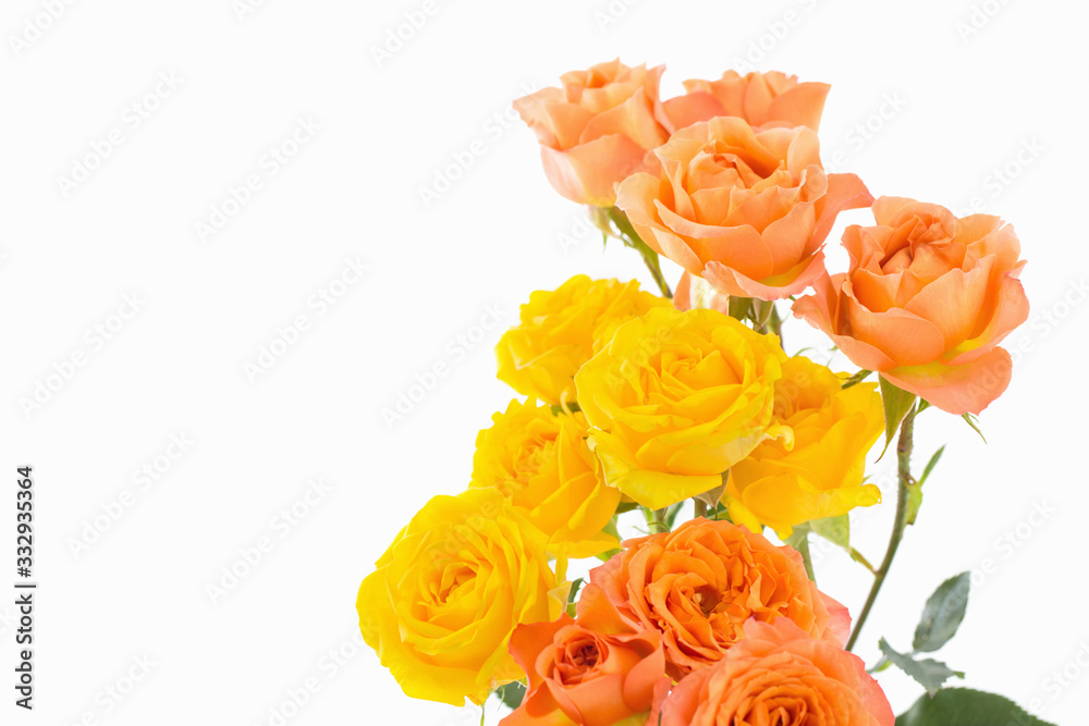 orange and yellow beautiful roses on white background orange and yellow beautiful roses on white background