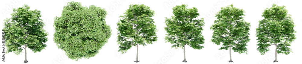 Set or collection of green elm trees isolated on white background. Concept or conceptual 3d illustration for nature, ecology and conservation, strength and endurance, force and life - obrazy, fototapety, plakaty 