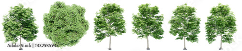 Set or collection of green elm trees isolated on white background. Concept or conceptual 3d illustration for nature, ecology and conservation, strength and endurance, force and life photo
