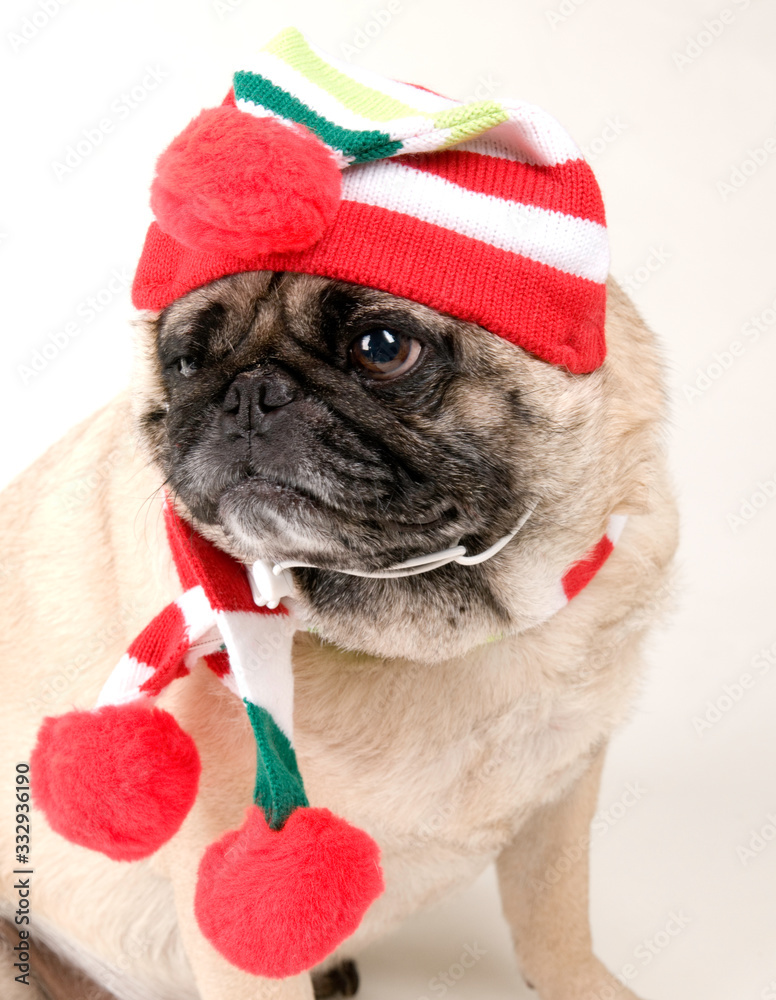 Portait of Pug in Christmas Outfit on White background