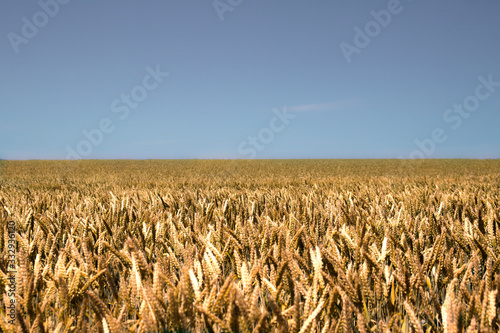 ears of wheat against the blue sky