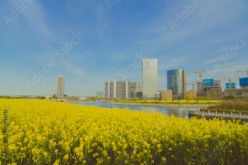 The flowers are blooming in spring, the rape flowers are in full bloom, and the little bee is picking pollen © 云 王