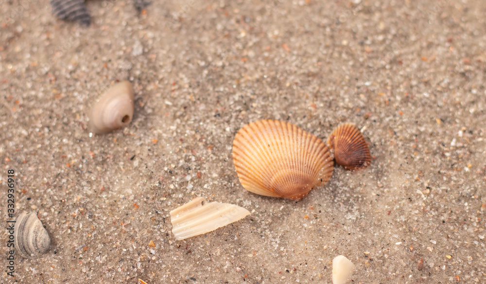For the Love of Shells For the Love of Shells
