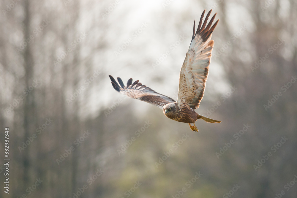 Western marsh harrier (Circus aeruginosus) in flight, female. Western marsh harrier (Circus aeruginosus) in flight, female.