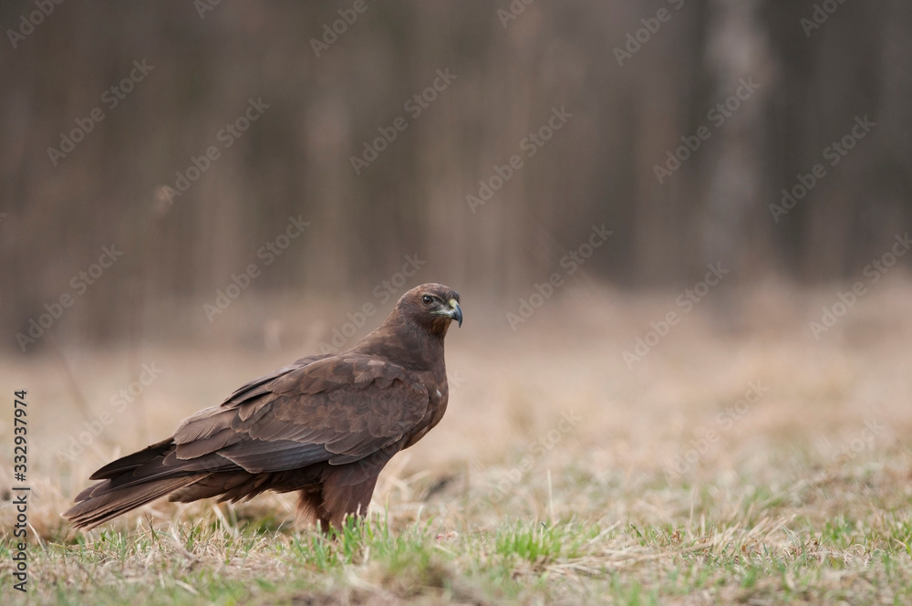 Young Western marsh harrier (Circus aeruginosus) Young Western marsh harrier (Circus aeruginosus)