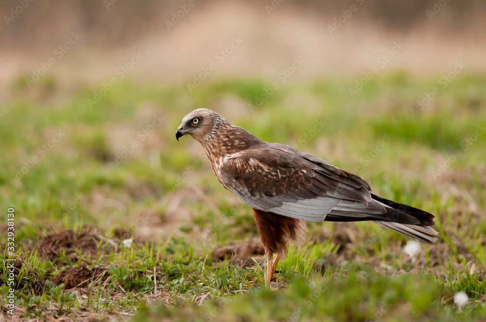 Male Western marsh harrier (Circus aeruginosus) Male Western marsh harrier (Circus aeruginosus)