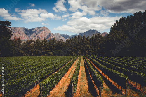 Vineyard in South Africa with great landscape, beautiful mountains, blue sky and clouds