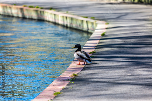 A Mallard Duck Standing at the Waters Edge photo