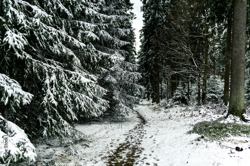 snowy pine forest in winter