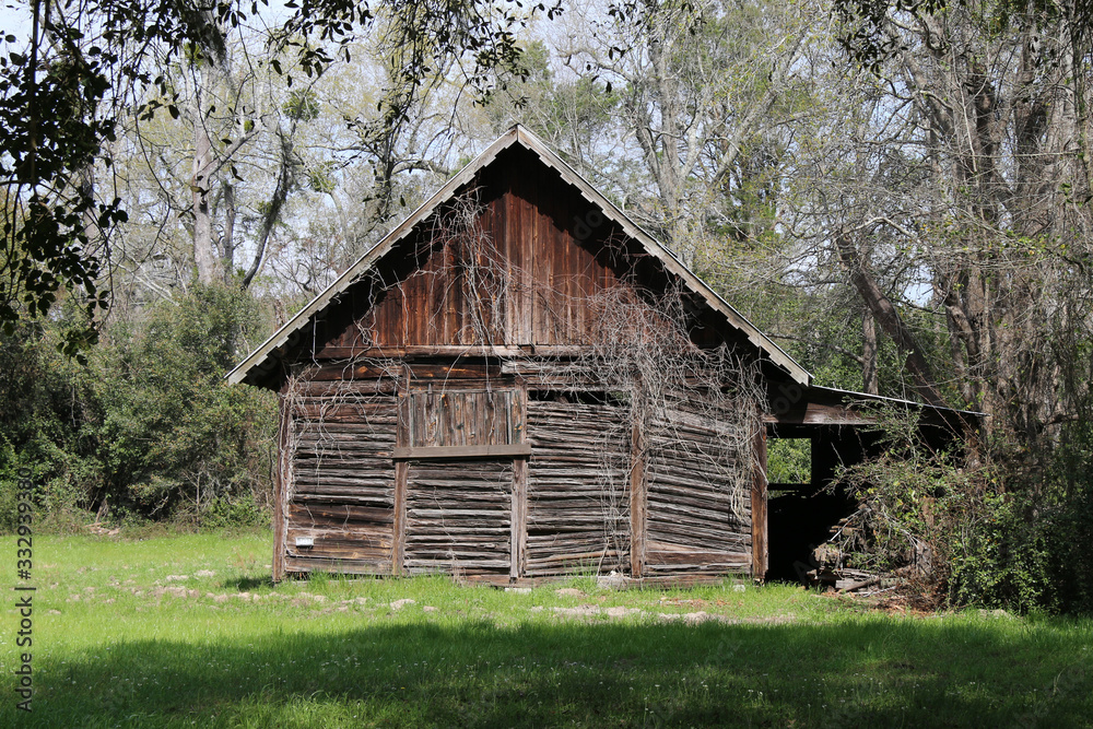 sunny afternoon abandoned farm barn building overgrown trees sunny afternoon abandoned farm barn building overgrown trees