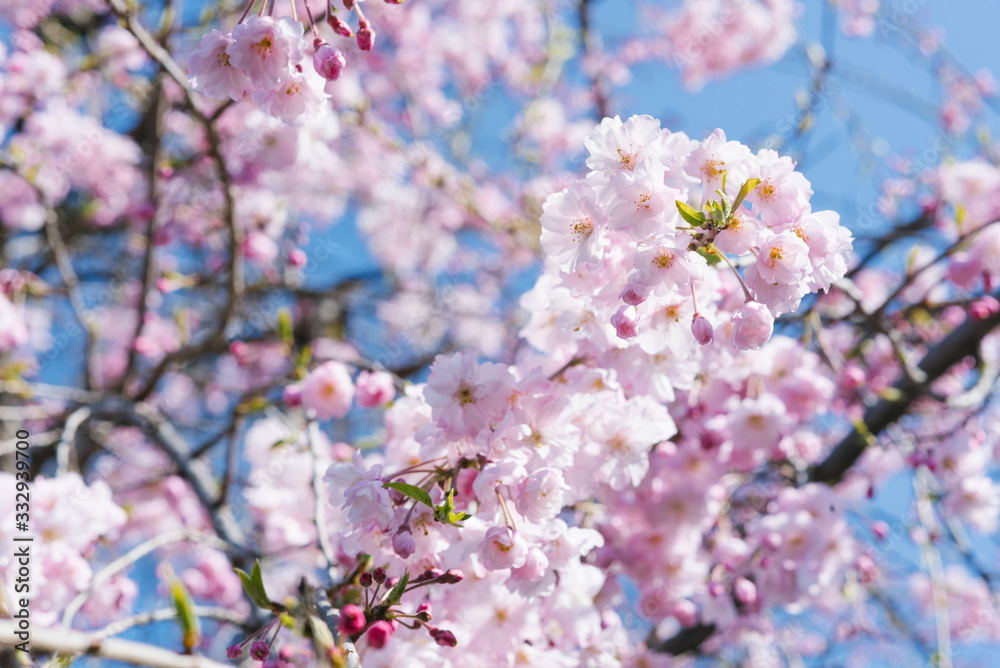 A blooming tree with delicate pink flowers. Soft focus. Background of spring flowers of decorative cherry trees. Selective focus. Blooming tree on the background of nature. Spring Background A blooming tree with delicate pink flowers. Soft focus. Background of spring flowers of decorative cherry trees. Selective focus. Blooming tree on the background of nature. Spring Background