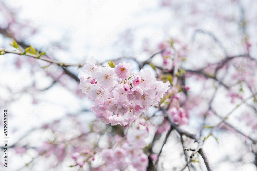 A flowering tree above a natural one. Spring flowers. Spring background. Selective focus A flowering tree above a natural one. Spring flowers. Spring background. Selective focus